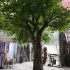 Green01
