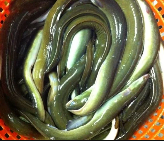 Fresh Live Anguilla Eels Fish Buy Frozen Eel Anguilla Japonica Fresh Live Anguilla Eels Fish Anguilla Anguilla Fresh Frozen Eel Product On Alibaba Com