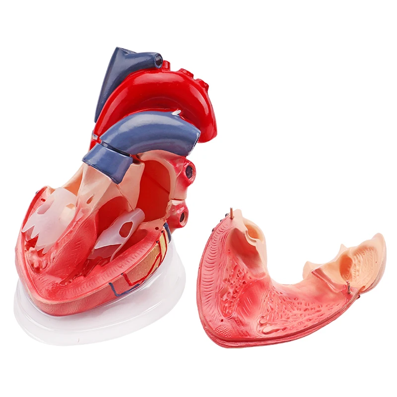
 Модель человеческого сердца 5 раз с прозрачным нижним цветом медицинская Кардиология Анатомия обучающая модель  