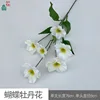 Pivoine Papillon BD Blanc