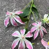 8# Pink, B12 feel big flame lily gouache
