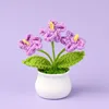 Finished product purple forget-me-not (3 heads) potted plant