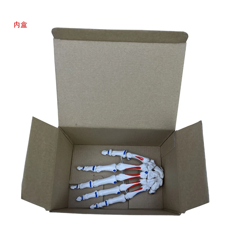 Human Anatomical Model Human Skeleton Model  Attached Muscle Starting and Ending Points Life Size Hand Joint Model