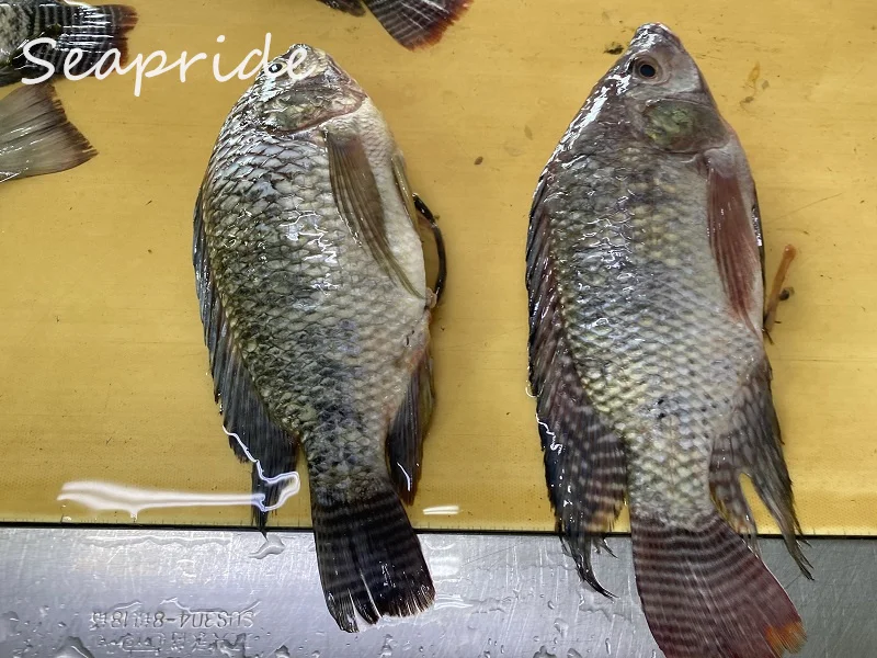 frozen black tilapia red tilapia frozen tilapia fish live tilapia