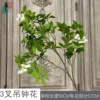 3-pronged bellflower, white