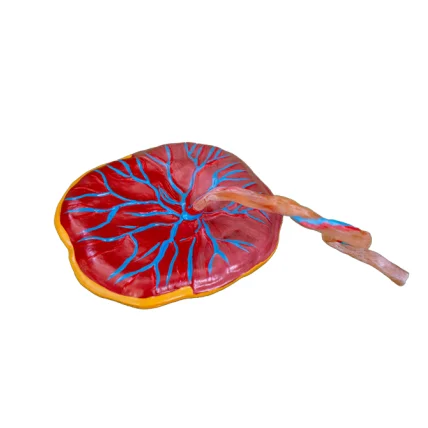 Anatomical Model Placenta and Umbilical Cord Infant Placenta Model with Umbilical Cord for Nursing Training