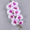 Blanco púrpura