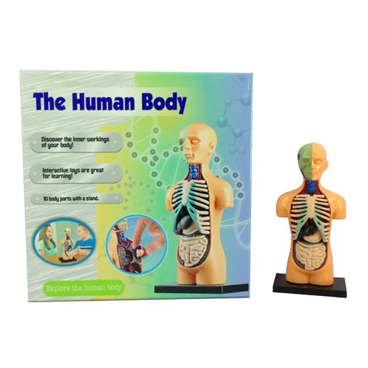 Игрушечная модель тела, модель человеческого тела, анатомическая модель