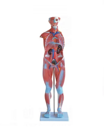 Человека Мужской Мышцы модель 80 см человека 27 деталей мышца