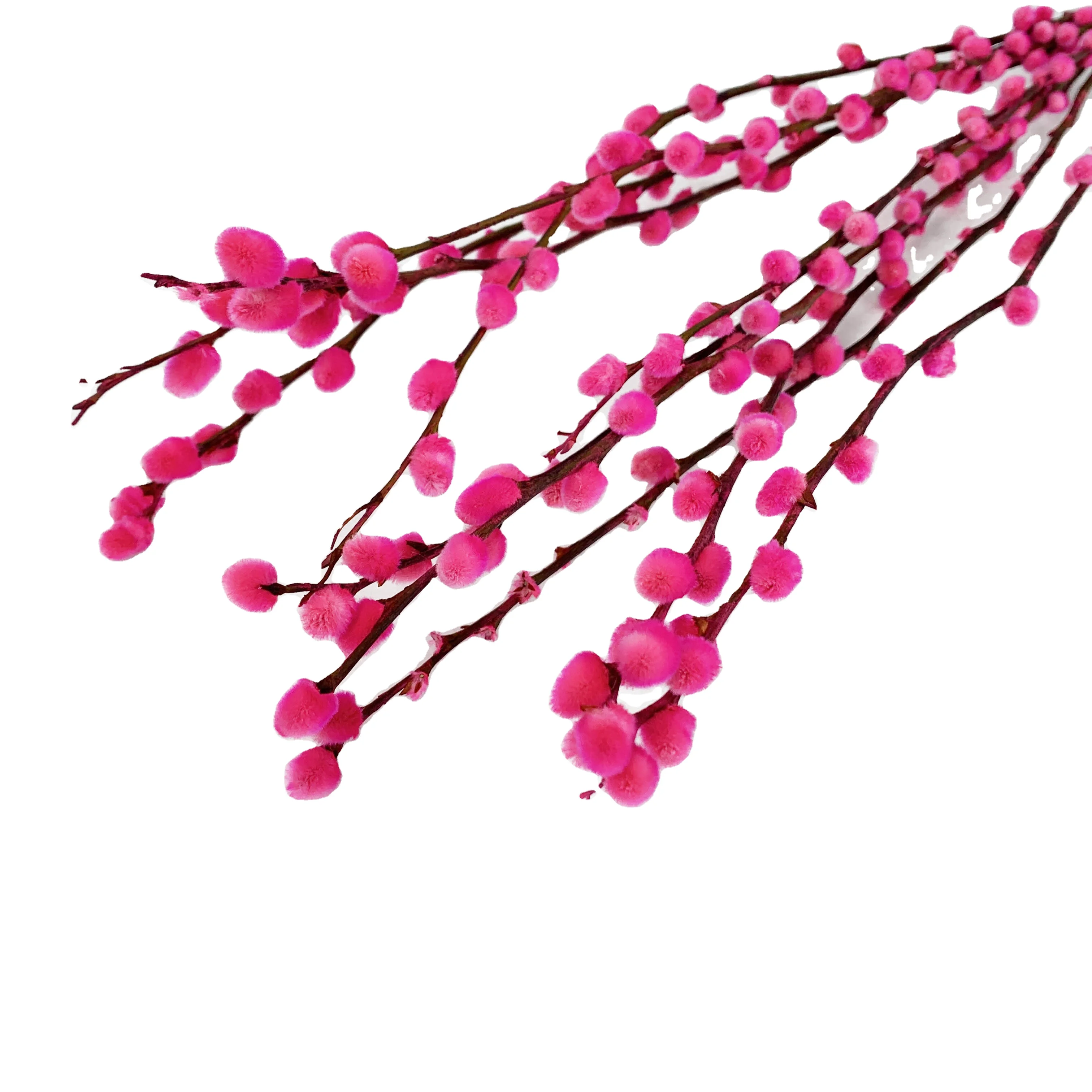 批发热销香花白花阴户柳树过年 Buy 板球棒柳树 Pussy Willow 保存花product On Alibaba Com
