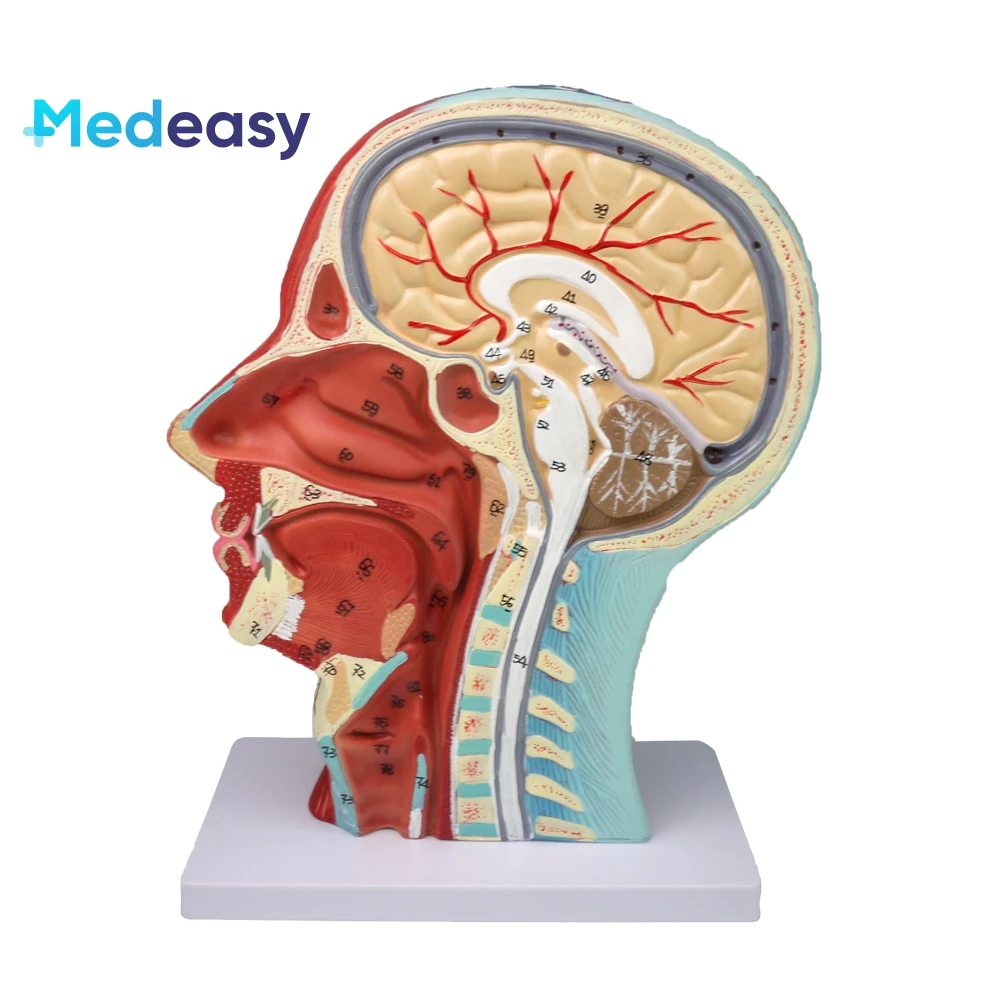 Basic Head Structure Model Medical Training Human Head Anatomy Model - Medeasy T4088