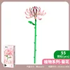 655076 chrysanthemum
