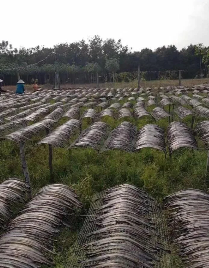 DRIED EARTHWORM SUPPLIER FROM VIETNAM BEST QUALITY BEST SELLING ITEM WITH COMPETITIVE PRICE