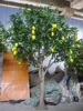Árbol de mango artificial