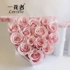 14 rosa