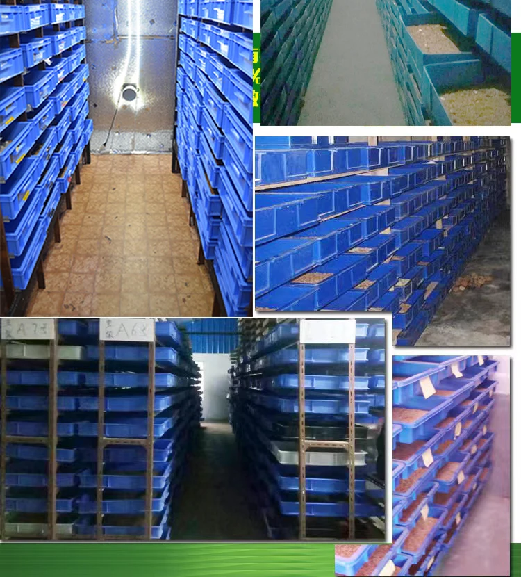 Large Scale Meal Worm Farm Frass Waste Pupa Holding Tray Worm Egg