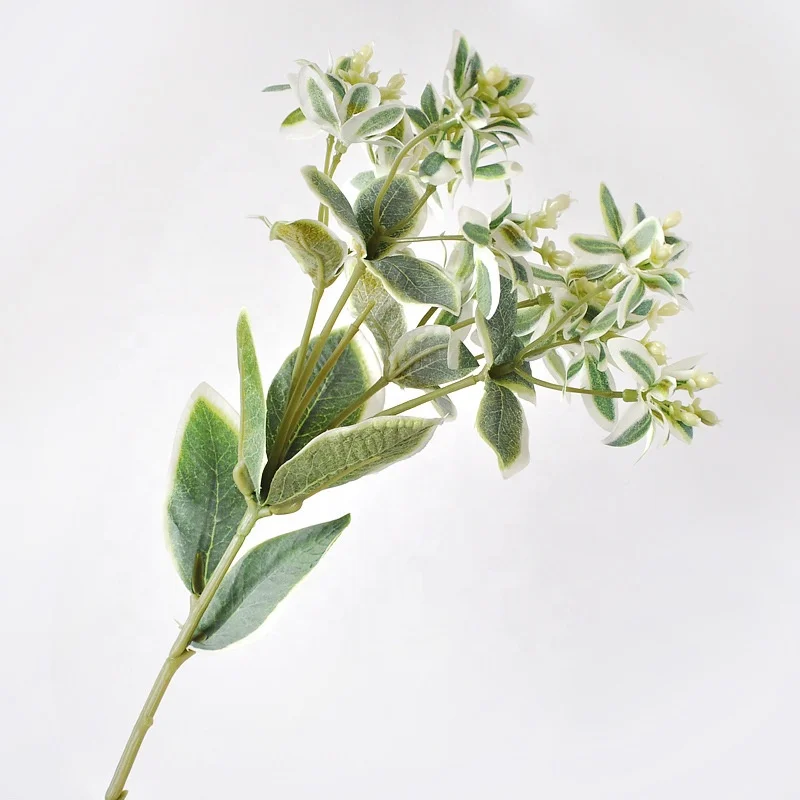 caramel pluto philodendron Philodendron Caramel: Exotic Centerpiece for Homes main image 0