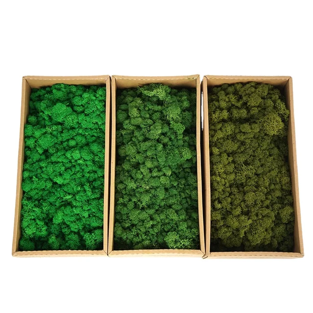 preserved moss 5 year real natural stabilized decor reindeer moss wall green wholesale preserved moss for office wall decor