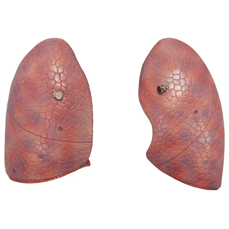 Respiratory System 7- Part Human Lung Model For Medical Display