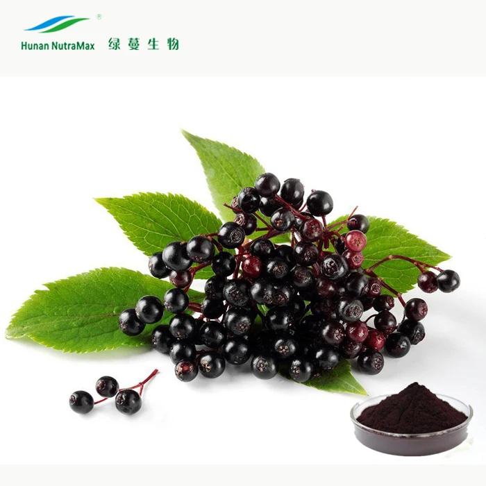black elderberry fruit extract 10:1