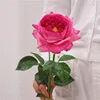 Rosa brillante