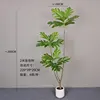 2-meter breadfruit tree
