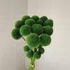 Fruit green