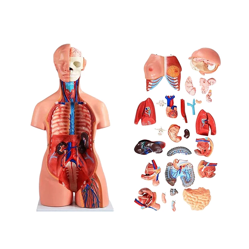 85cm Medical Anatomy Unisex Human Torso Model With 40 Parts For Medical