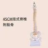 Colonne vertébrale suspendue de 45 cm (vertèbres lombaires souples)
