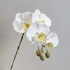 Phalaenopsis