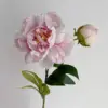 Rosa polvoriento