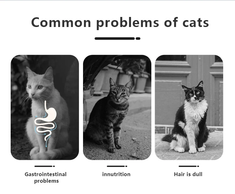 Factory Direct Cat Food Dry Bulk Factory Exports 10kg Natural Raw