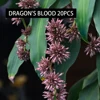 Dragon's blood