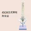 Columna vertebral vertical de 45 cm con pelvis.