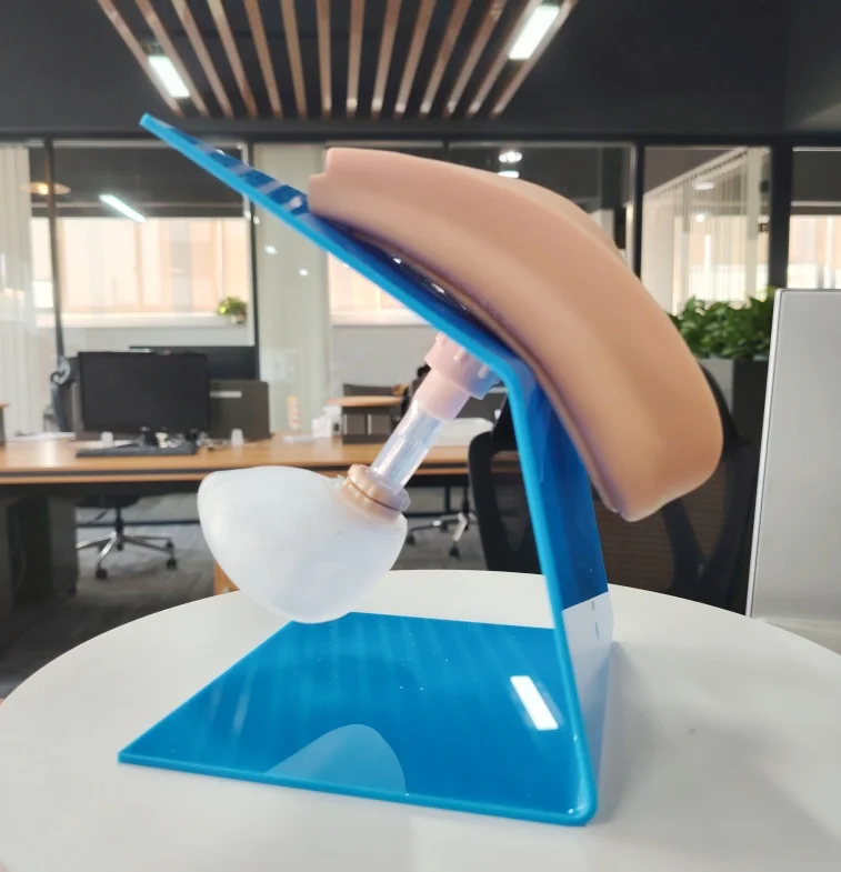 DARHMMY Advanced Medical PVC Model for Urethral Catheterisation Dress Code Simulation  for Female for Training and Hospitals