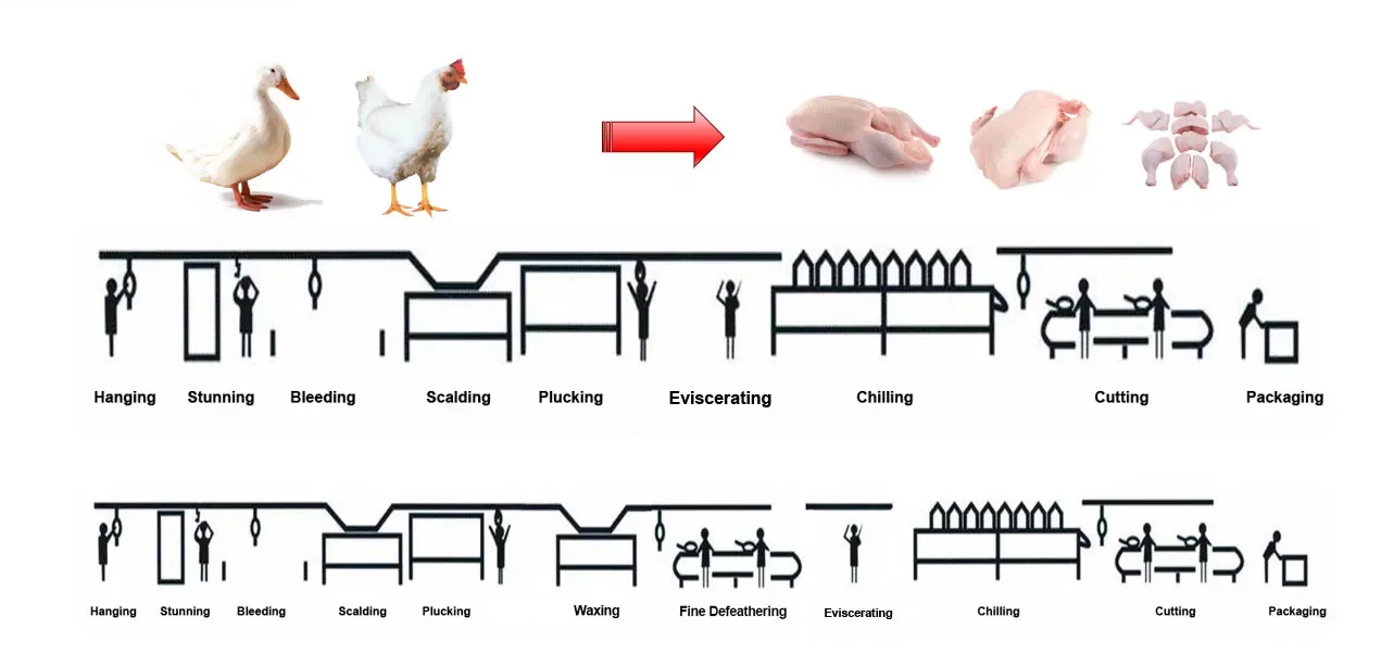 Hot selling chicken machine poultry plucking machine slaughtering production line