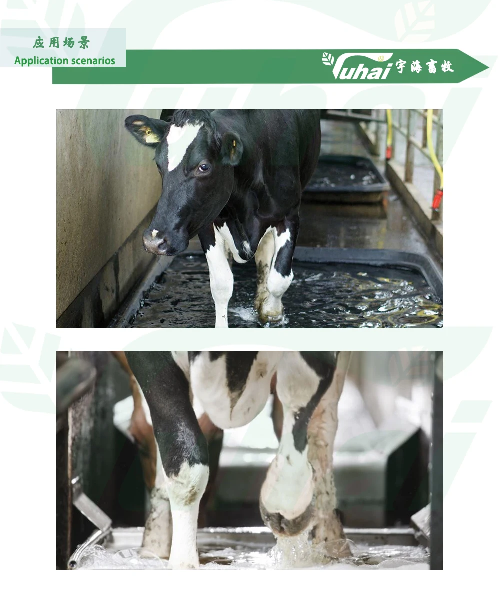 product pe hoof bath trough for cattle and dairy farms  livestock hoof cleaning and disinfection equipment-2