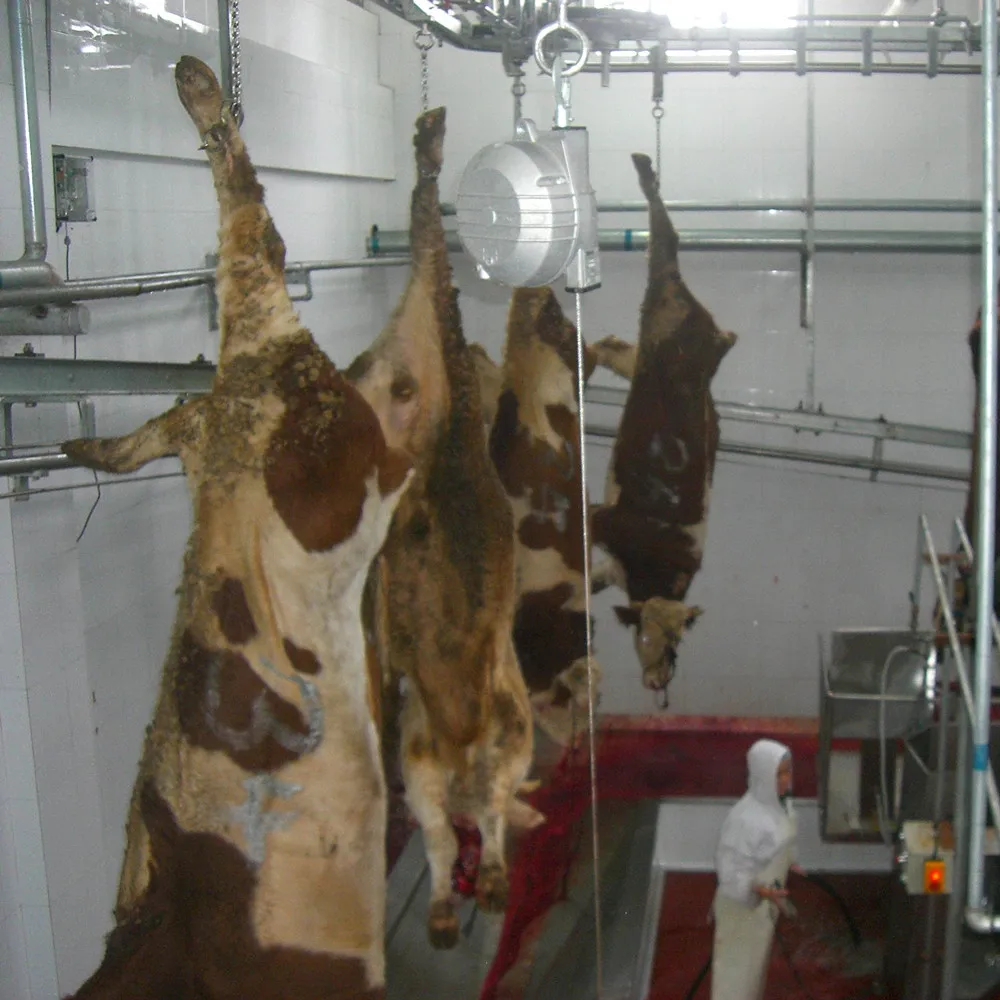 Donkey meat slaughtering high quality meat processing butcher machine