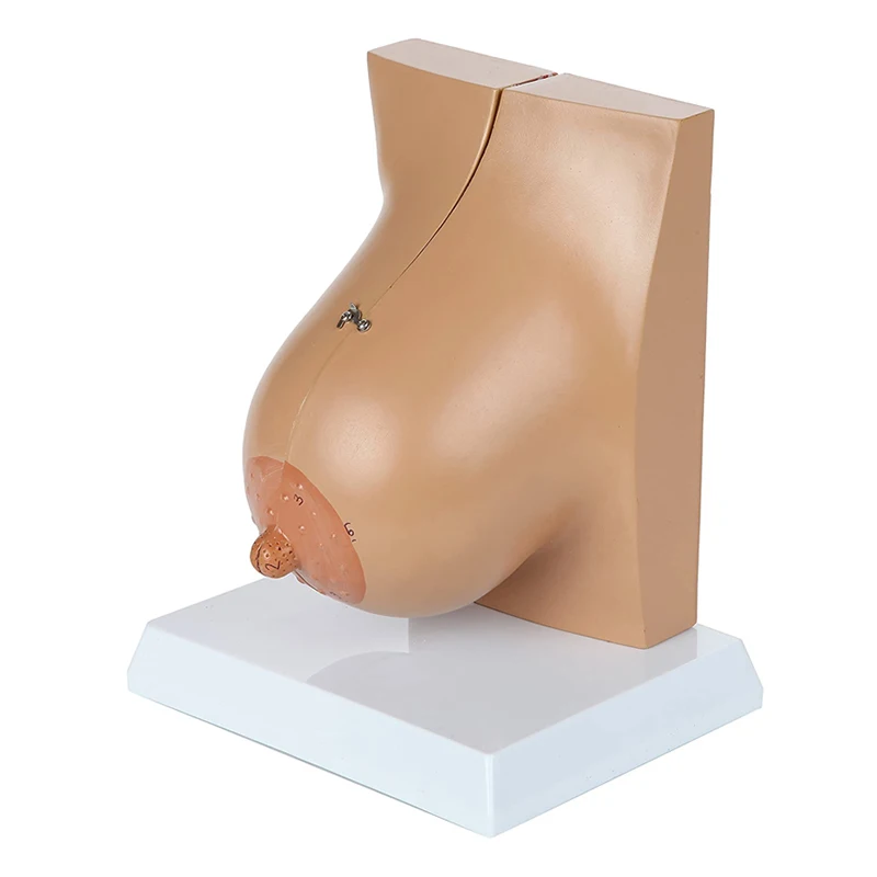 Medical Anatomy Human Female Breast Model In Lactation Period To Reveal Internal Breast Anatomy