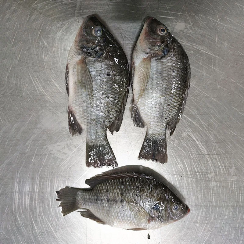 Frozen Seafood Good Quality Gutted Scaled Whole Tilapia Fish Wholesale Price Supplier Crucian Carp Exporter