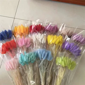 Erba Secca Naturale Coda Di Coniglio (Lagurus) – 60 Pezzi, Lunghezza 50 Cm – Bouquet Verde Per Decorazione Casa, Matrimoni E Centrotavola