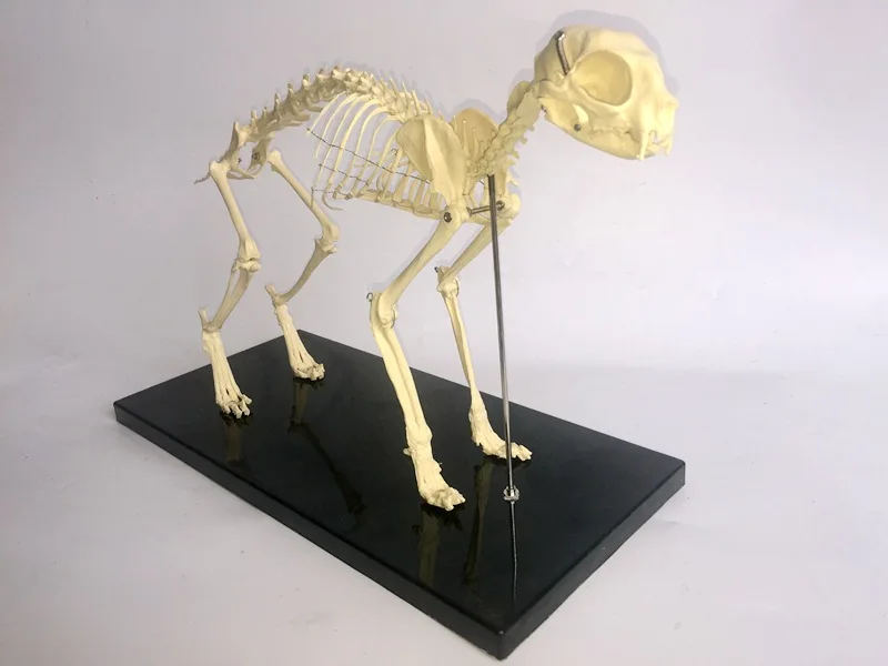 feline skeleton