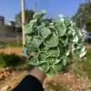 hoja de loto