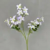 Viola chiaro