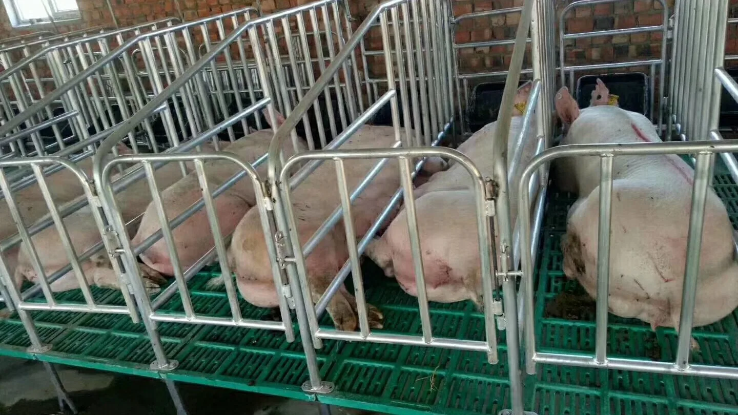 Pig Farming Piggery Equip Animal Husbandry Slotted Slat Flooring Goat
