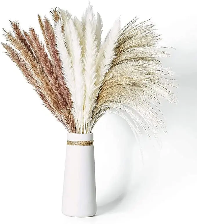 Pampas Grass Swinging lupon.gov.ph
