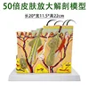 Modelo de aumento de piel 50x