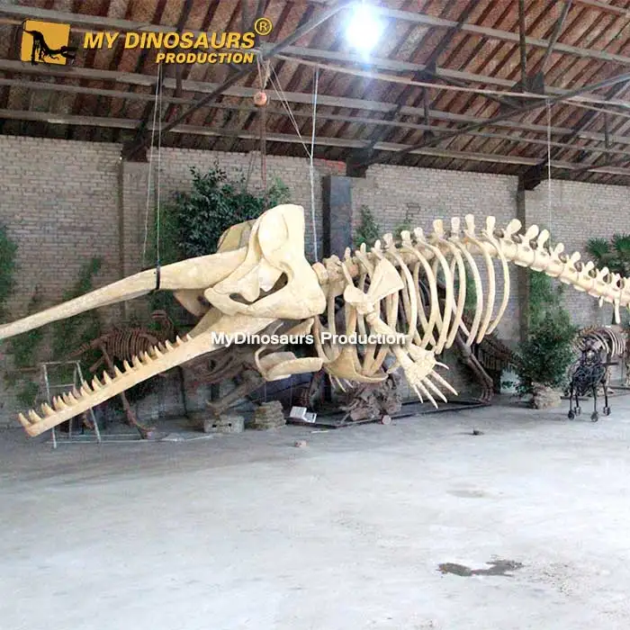 私の恐竜NCW968大型動物骨格模型、実物大のクジラ化石| Alibaba.com
