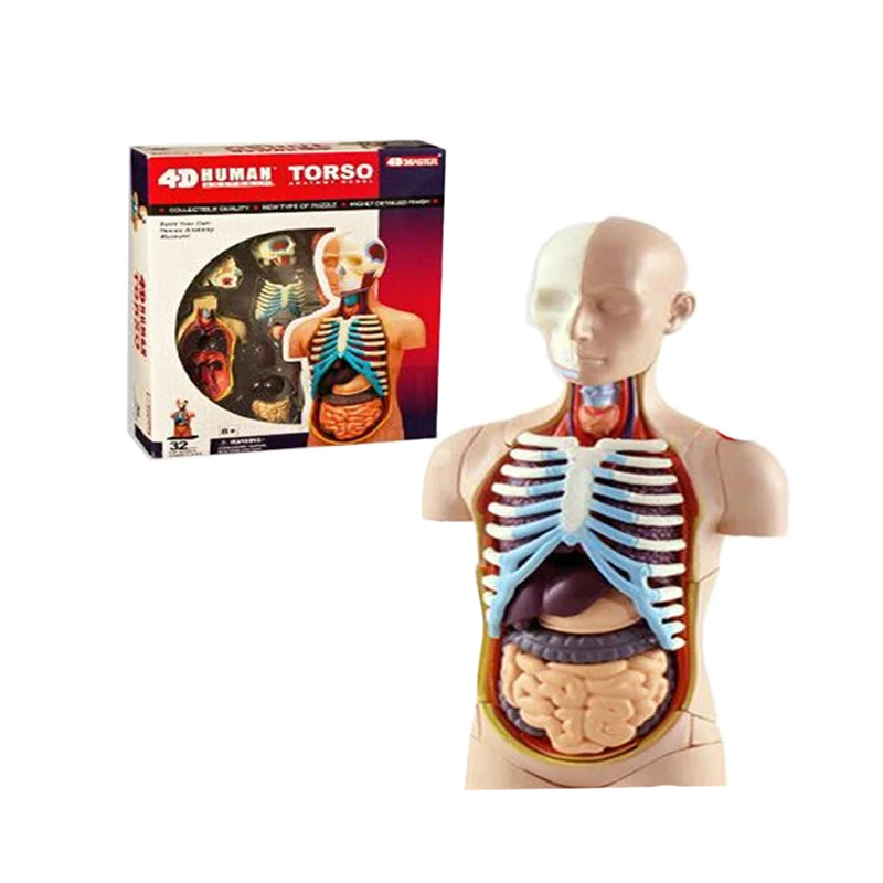4D Master Human Torso Model - Medical Anatomy Puzzle Toy