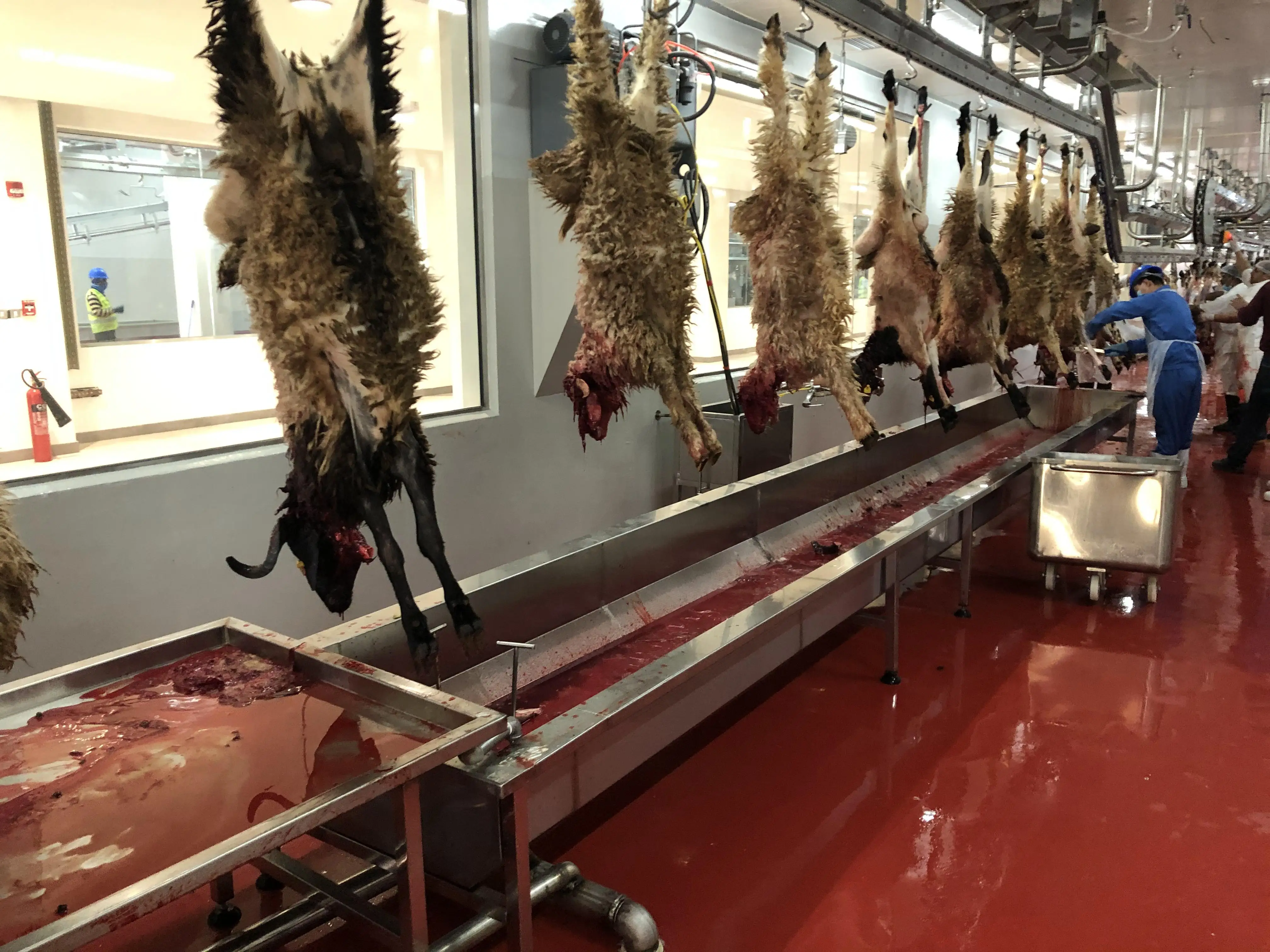 60 sheep and mutton slaughterhouse equipment and mutton slaughterhouse per hour